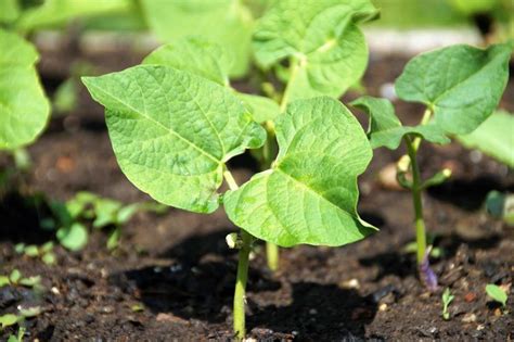 Beans Planting Frequently Asked Questions (FAQs) | Gardening Tips