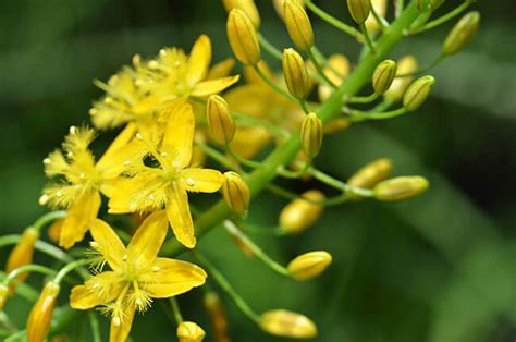 Bulbine Natalensis & Testosterone - Promising Trials but No Human Proof