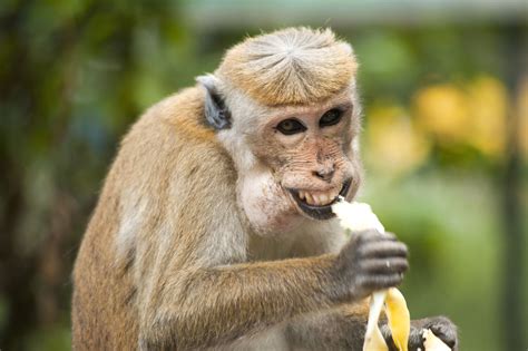 Free picture: monkey, ape, banana, cute, eating, exotic animal