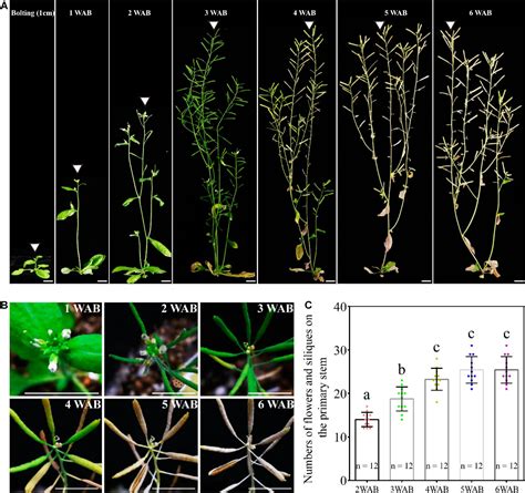 Frontiers | Morphological and Physiological Framework Underlying Plant Longevity in Arabidopsis ...
