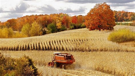 Combine Harvester In A Corn Field wallpaper | nature and landscape ...