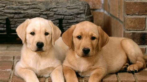 Cachorros de perros labradores - 1920x1080 :: Fondos de pantalla y ...