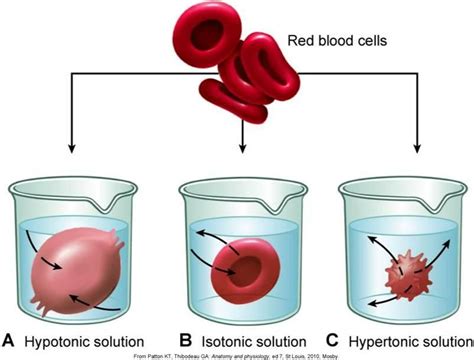 There are three types of osmosis hypotonic, hypertonic, and isotonic. These are the effects of ...