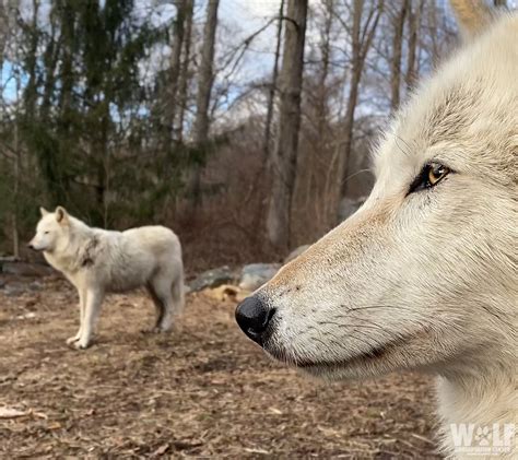 Wolf Conservation Center on Twitter: "Wolves are a critical keystone species in a healthy ...