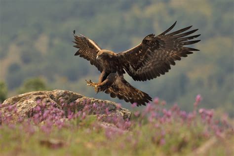 Biodiversity spotlight: golden eagles - Green News Ireland