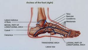 - The Muscles That Support The Arches Of Your Feet - Podiatry HQ