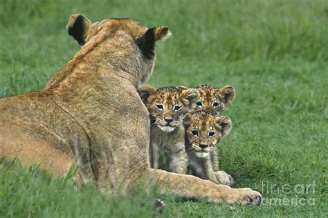 African Lion Cubs Study the Photographer Tanzania Photograph by Dave ...