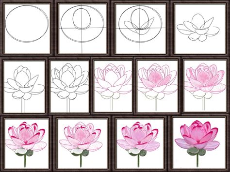 Lotus Simple Flower Drawing Colour