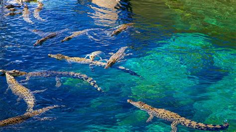 Crocosaurus Cove in Darwin, Northern Territory | Expedia