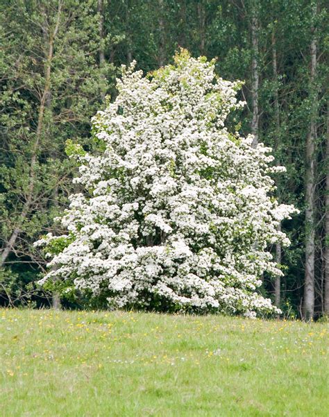 a large white tree in the middle of a grassy field with trees in the ...