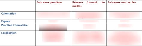 Diagramme de différents types de Myofilaments d'actine | Quizlet