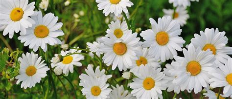 Daisy Flower Seeds for Sale | Perennial Daisy Wildflowers – Sow Right Seeds