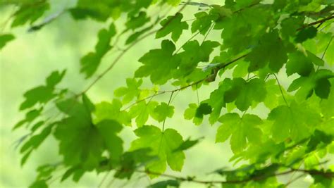 Leaves Blowing In The Wind Stock Footage Video | Shutterstock