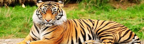 Bengal Tiger, Bengal Tiger India, Royal Bengal Tiger, Indian Bengal Tiger, Bengal Tiger Profile