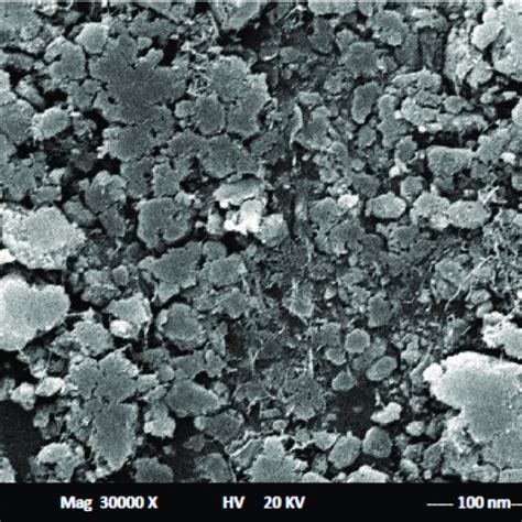 The surface structure of carbon paste sensors using SEM. | Download ...