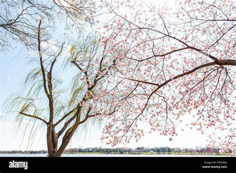 National mall cherry blossoms hi-res stock photography and images - Alamy