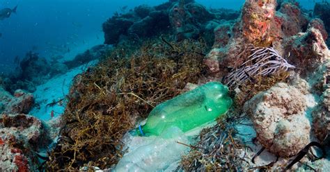 Plastic Pollution Is Killing Coral Reefs, 4-Year Study Finds | Northern Public Radio: WNIJ and WNIU