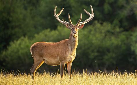 Yellowstone Park confirms first case of zombie deer disease - Arabian Diary