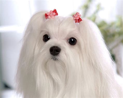 Cute maltese Maltese dog white fluffy animal Pet princess HD wallpaper | animals | Wallpaper Better