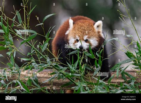 Red panda eating bamboo in the forest Stock Photo - Alamy