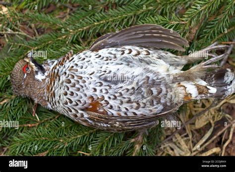 hunting a hazel grouse Stock Photo - Alamy