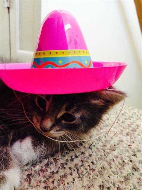 15 Silly Cats Wearing Hats