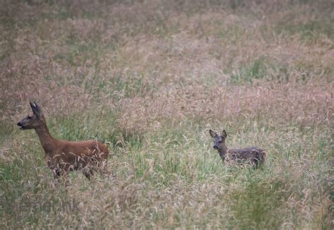 Wildlife the Netherlands – Siemerink Photography