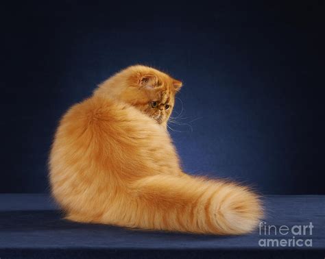 Orange Persian Cat Photograph by Alexandra Draghici