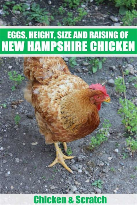 New Hampshire Chicken: Eggs, Height, Size and Raising Tips