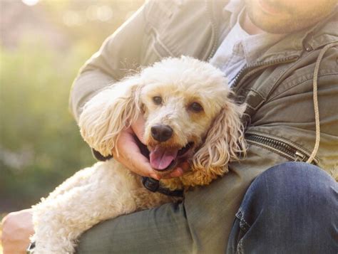 Premium Photo | Happy dog and his owner