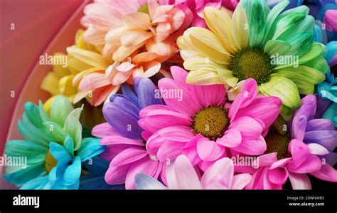 Rainbow Daisies. Rainbow Flower. Bouquets of blossom rainbow flowers, selective focus. Multi ...