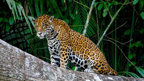 Amazon Rainforest Animals Black Jaguar