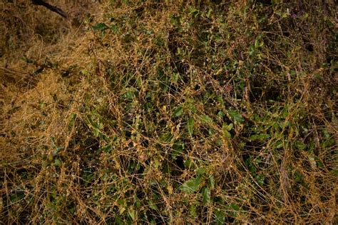 Plant of the Month - California Dodder