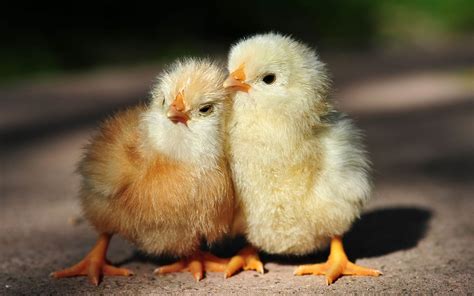 love the chickens | Baby chickens, Baby animals, Cute baby animals