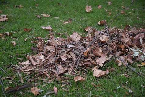 Pile Of Leaves Free Stock Photo - Public Domain Pictures