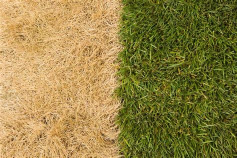 Lawn Care 101: Complete ‘How to’ Guide | Lawn Love