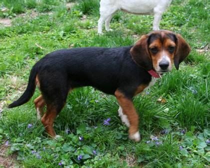 Adopt Ginger Henderson on Petfinder | Beagle mix, Adoptable beagle, Dog adoption