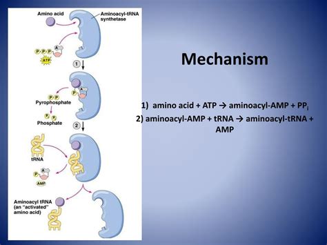 PPT - Aminoacyl tRNA Synthetase PowerPoint Presentation, free download - ID:2077164