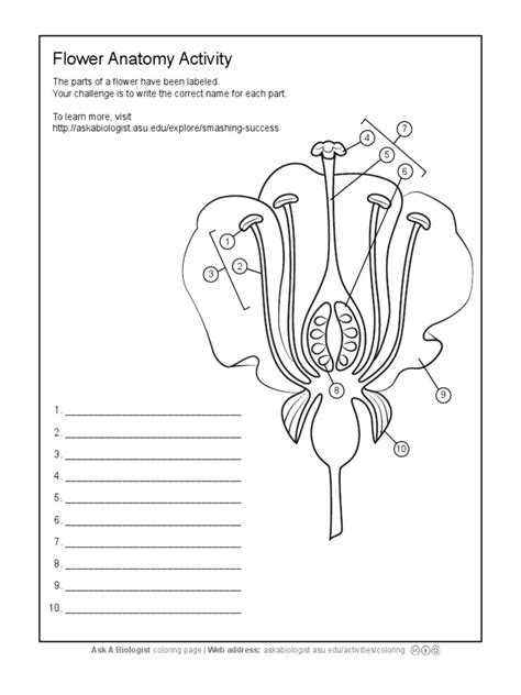 Ask a Biologist - Flower Anatomy - Worksheet Activity | Reproduction ...