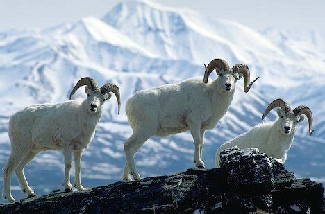 Dall Sheep Facts, Size, Color, Diet, Habitat, and Pictures