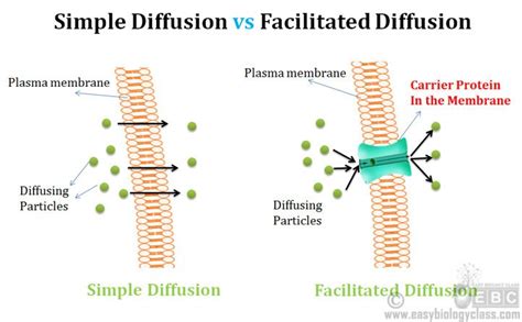 Difference between Simple and Facilitated Diffusion | easybiologyclass