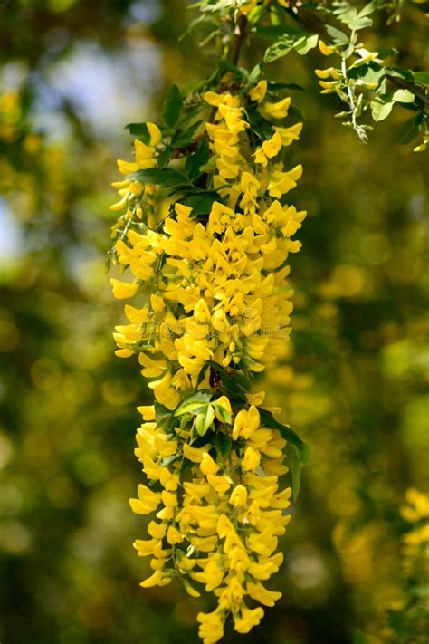 Laburnum flowers in bloom stock image. Image of springtime - 110644457