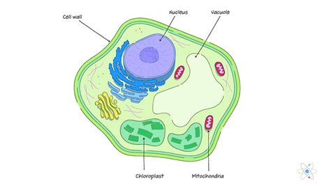 Animal Cells Do Not Have A Cell Wall - Prokaryotic Cell - A prokaryotic cell is by definition a ...