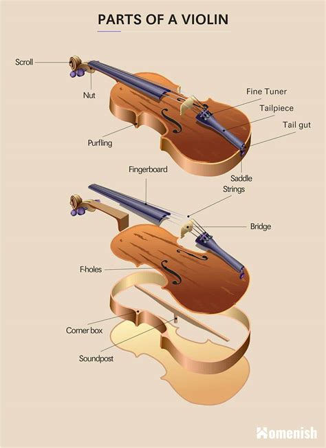 Parts of a Violin (Full Diagram Explored) - Homenish