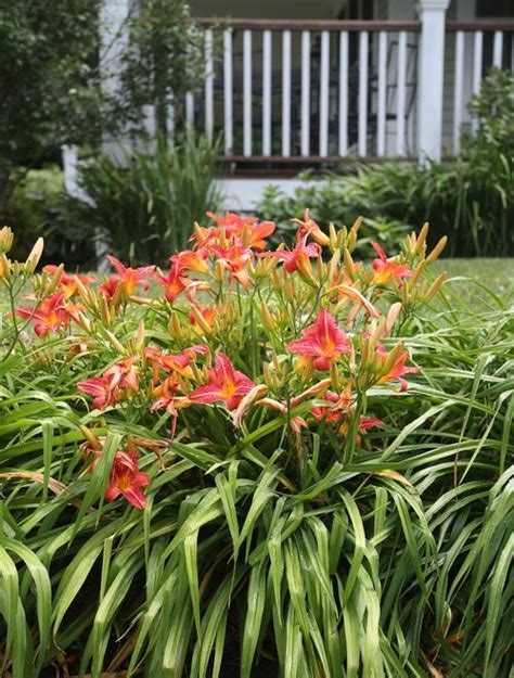 Landscaping With Daylilies