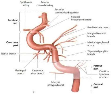 INTERNAL CAROTID ARTERY - New