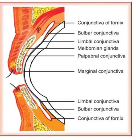 Anatomy of Conjunctiva - bulbar, palpebral,tarsal, fornix conjunctiva,glands & blood supply