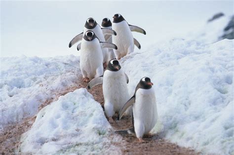 Gentoo Penguin Facts, Habitat, Predators, Lifespan, Pictures