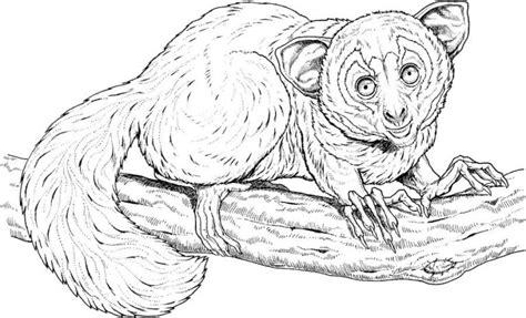 Coloring pages: Coloring pages: Lemur, printable for kids & adults, free