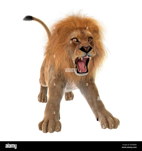 3D digital render of a male lion roaring isolated on white background Stock Photo - Alamy